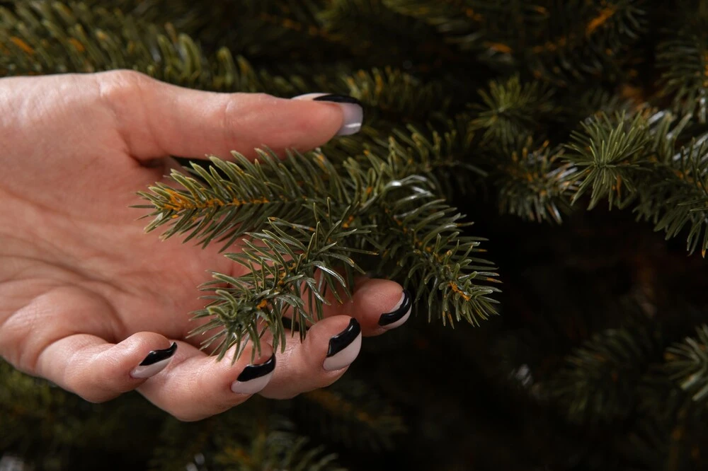 Smrek Karpatsky 100% FULL 3D XL 240 cm