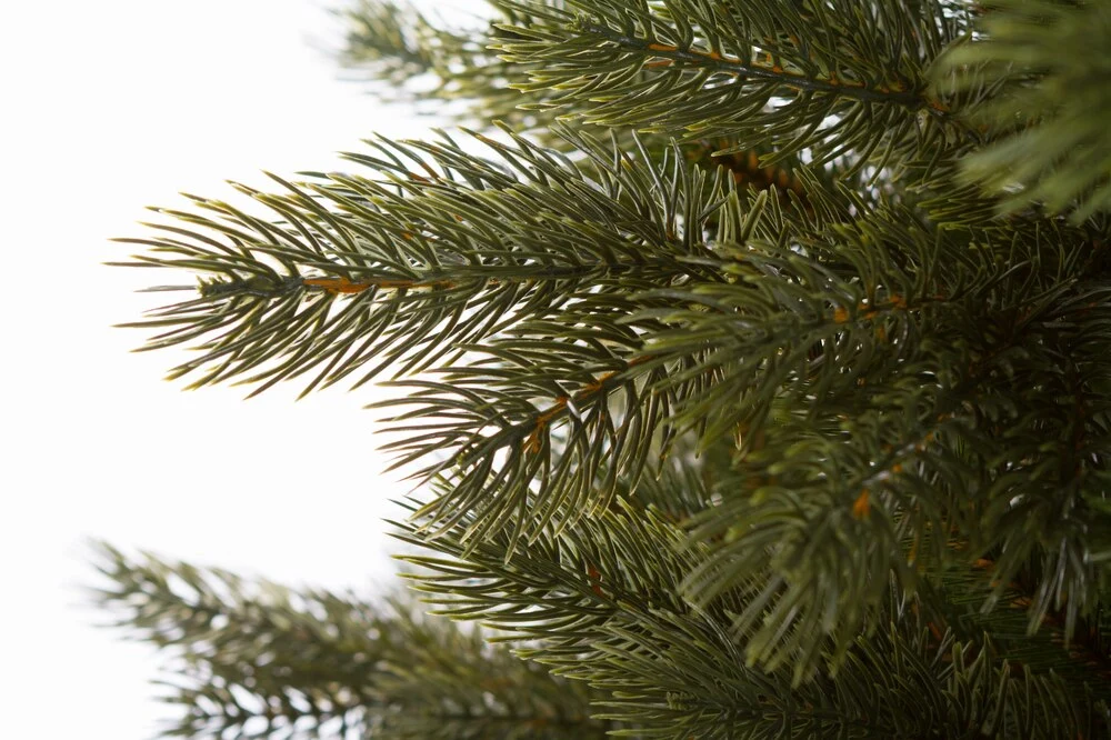 Borovica Strážovská 3D Vianočný stromček 240 cm