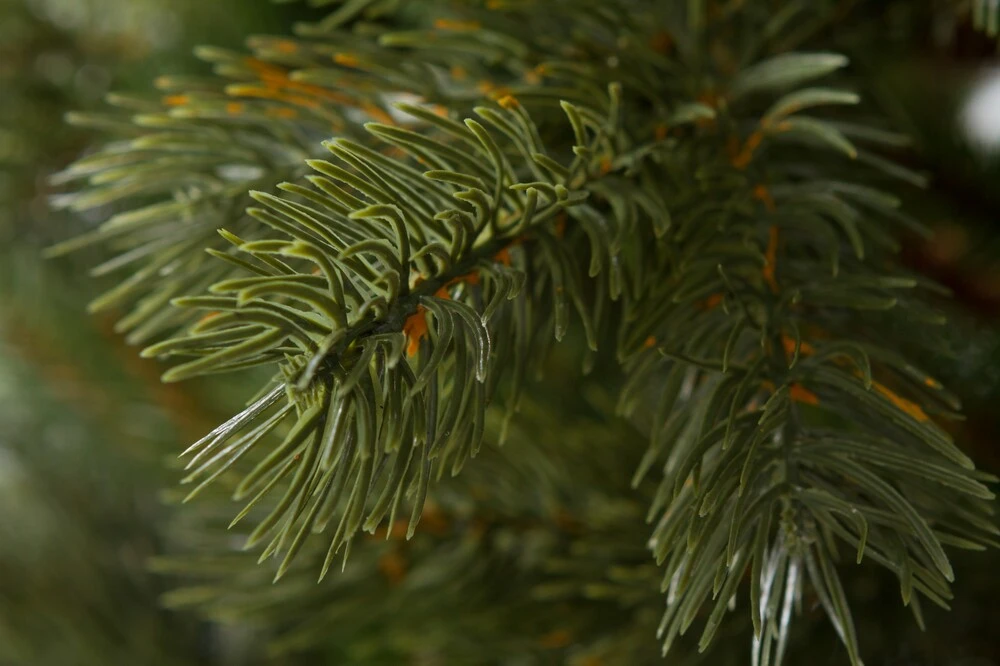 Borovica Strážovská 3D Vianočný stromček 240 cm