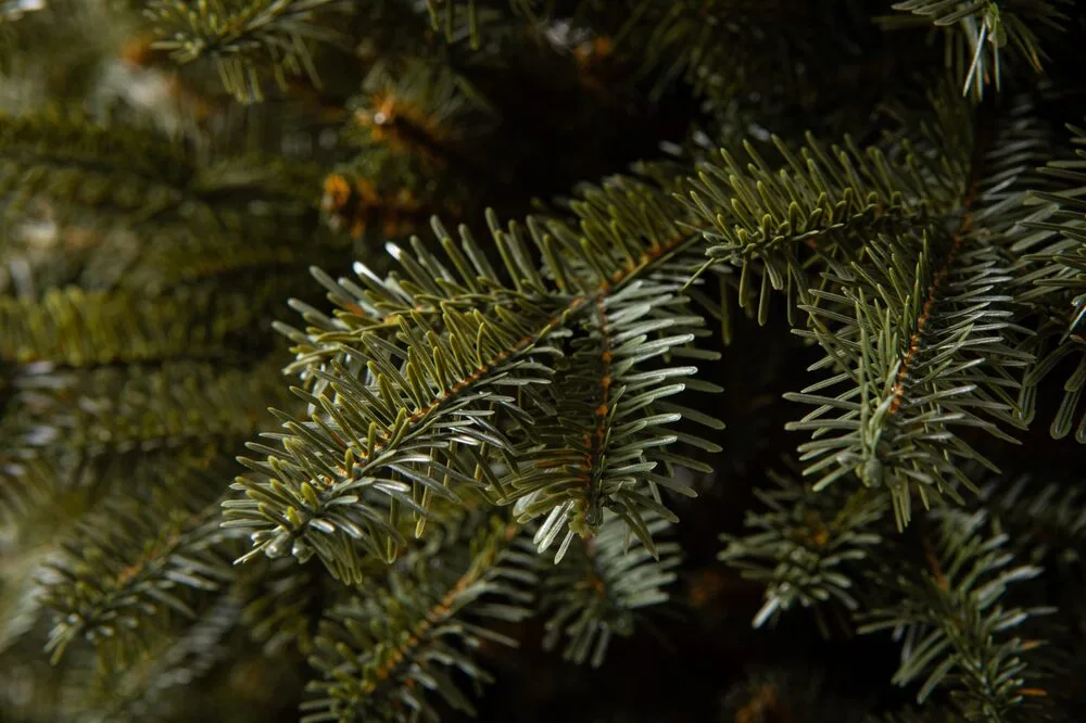 🌲 Jedľa Poloninská 3D LUX – 250 cm | Tmavozelená elegancia s realistickým 3D efektom