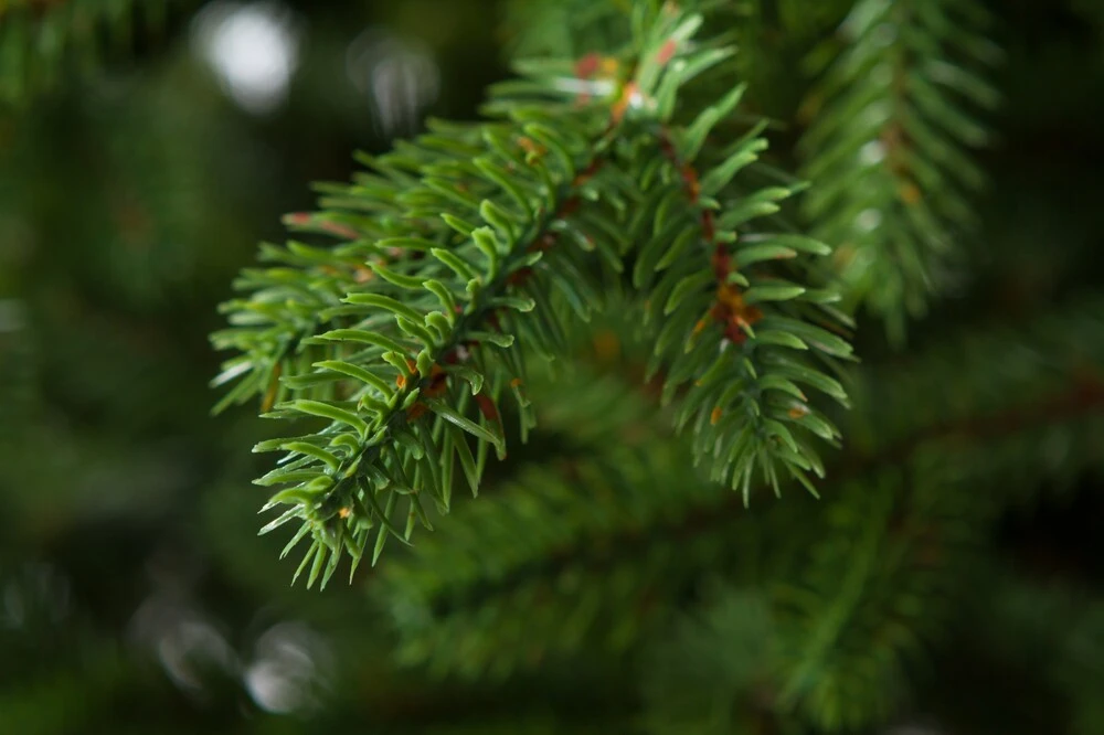 Smrek Vihorlat 3D Vianočný stromček  240 cm