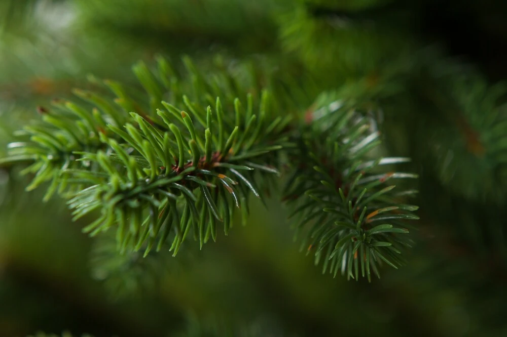 Smrek Vihorlat 3D Vianočný stromček  240 cm