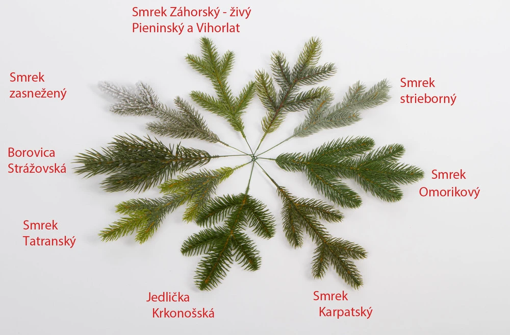 Smrek Karpatsky Vianočný stromček  100% FULL 3D XL 220 cm