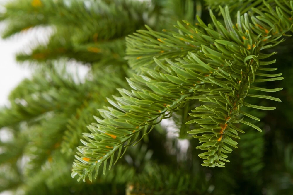 Jedlička Krkonošská 3D Vianočný stromček  240 cm