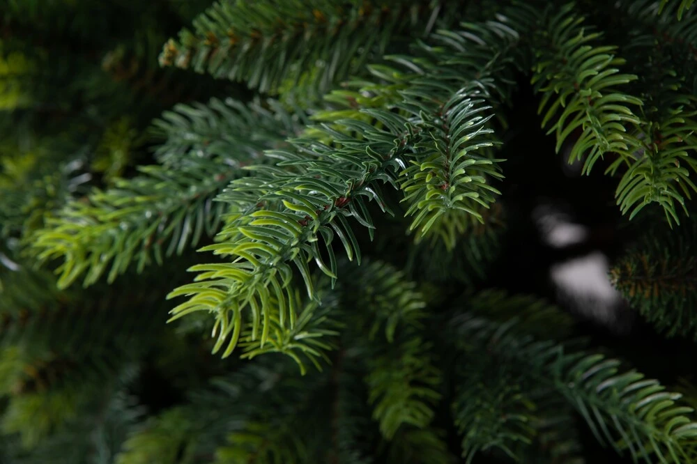 Smrek Tatranský 3D LUX Vianočný stromček 220 cm