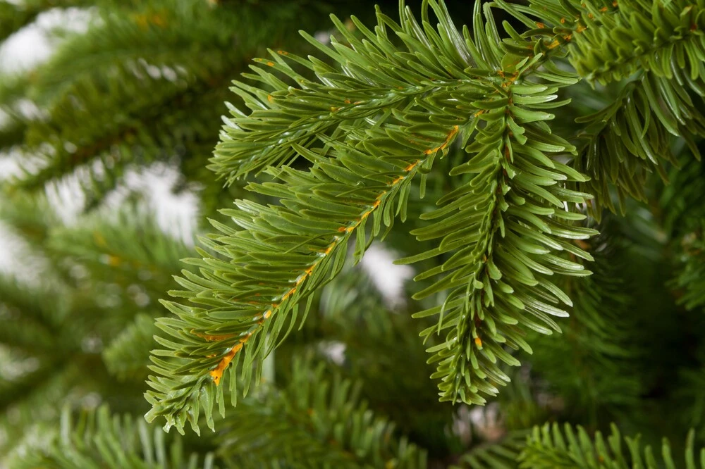 Jedlička Krkonošská 3D Vianočný stromček 220 cm
