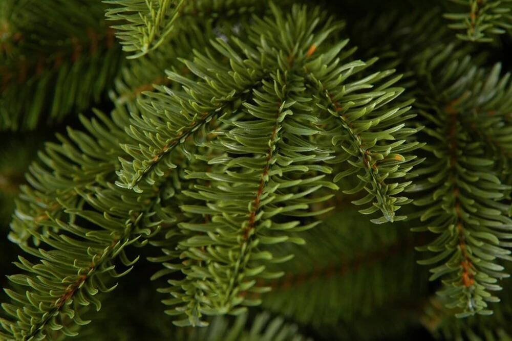 Jedľa Krkonošská LUX 3D Vianočný stromček 220 cm